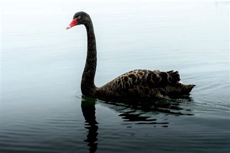 Black Swan Symbolism & Spiritual Meanings