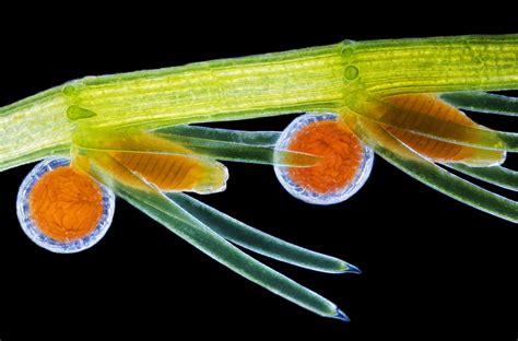 Stonewort algae reproductive organs | Nikon’s Small World