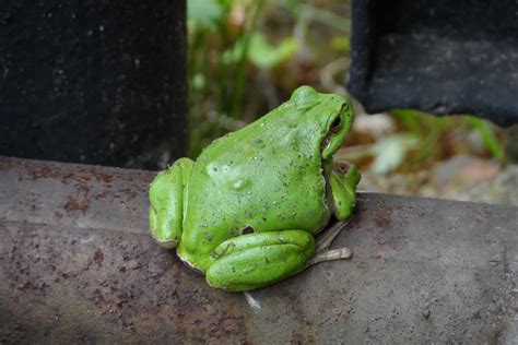 Kostenlose foto : Natur, Tierwelt, Laub, Grün, Kröte, Amphibie, Garten, Fauna, Laubfrosch, Tiere ...