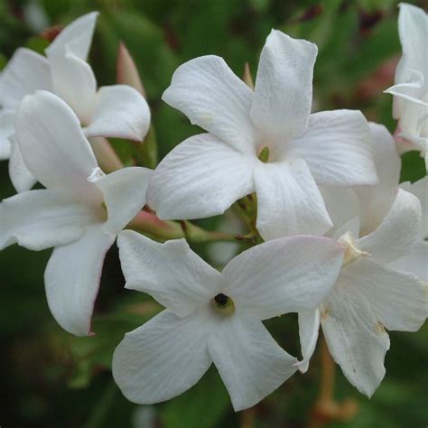 Buy large-flowered jasmine (syn. Jasminum officinale 'Grandiflorum') Jasminum officinale f. affine