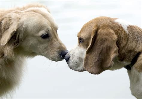 Can Two Dogs Fall In Love