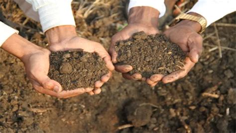 How To Make Soil Fertile Naturally - Tips For Gardeners