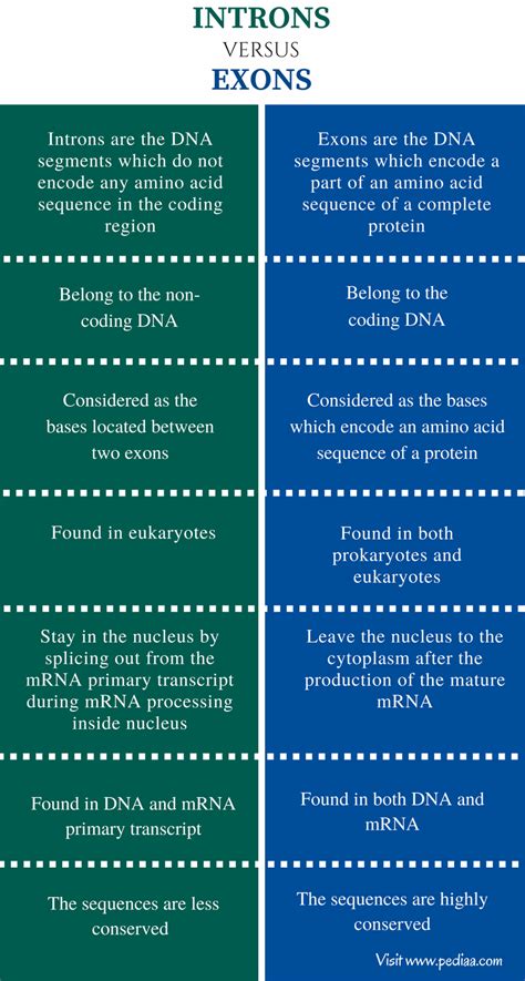 Difference Between Introns and Exons | Definition, Characteristics ...