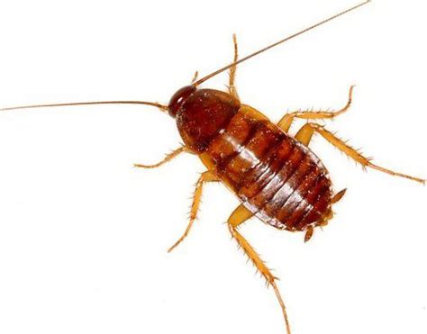 What Is A Baby Roach? - Pest Aid