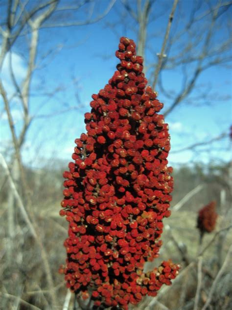 Sumac, Smooth- NEW in 2019! - Wildfoods 4 Wildlife