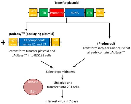 Addgene: Adenovirus Guide