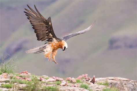 14 Bearded Vulture Facts - Fact Animal