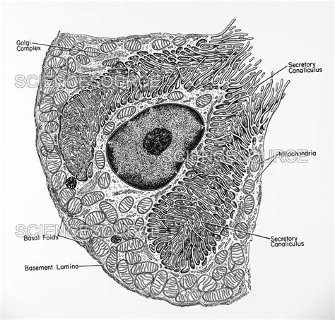 Typical parietal cell | Stock Image - Science Source Images