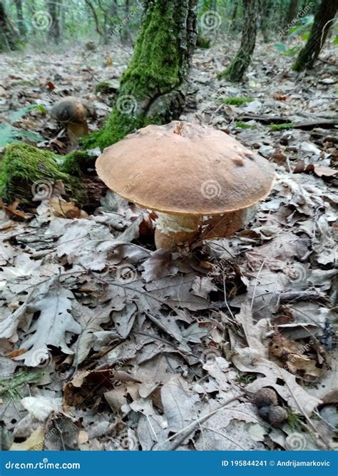 Edible forest mushrooms stock image. Image of tree, food - 195844241