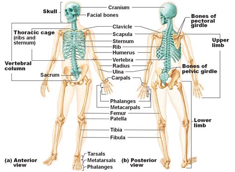 Anatomy & Physiology 1 > Lehning > Flashcards > ANTPHY 1 Study ... (With images) | Human ...