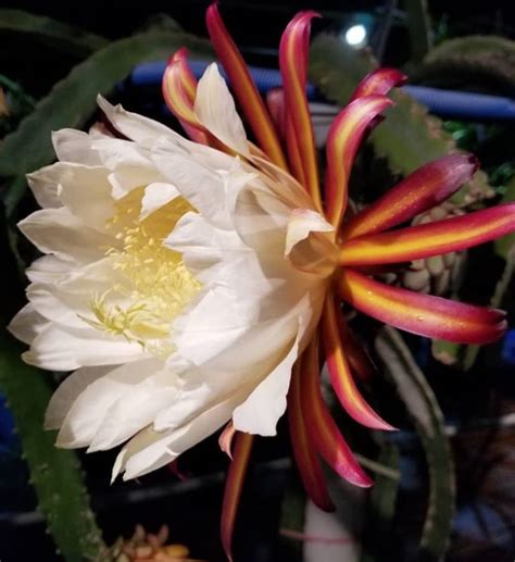 Hylocereus ocamponis flower - Spicy Exotics