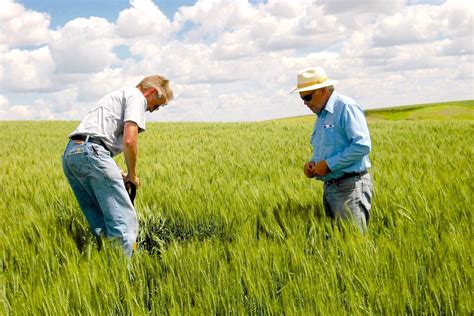 Oats and cover crops: long-term benefits but collaboration is needed to ...