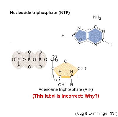 Nucleoside triphosphate