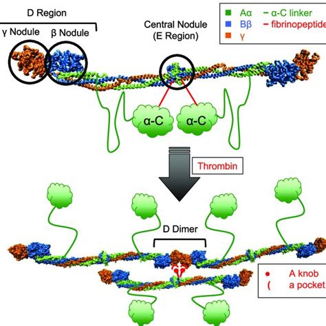 Fibrin Assembly Molecular structures of human (A) fibrinogen and (B)... | Download Scientific ...