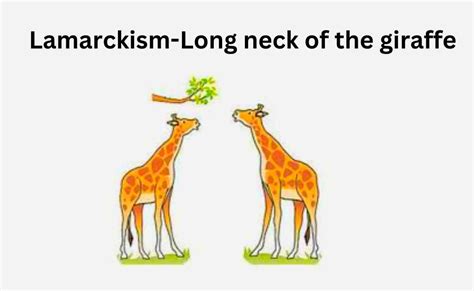 What Is Lamarckism?-Lamarck Theory, Significance, And Examples