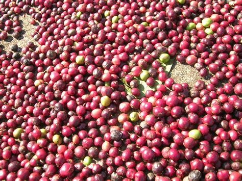 File:Coffee berries fresh.jpg - Wikimedia Commons