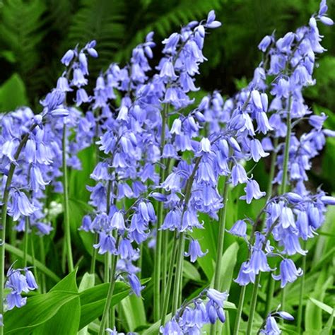 Buy Hyacinthoides Non-Scripta - Hispanic Bluebells | Free Delivery