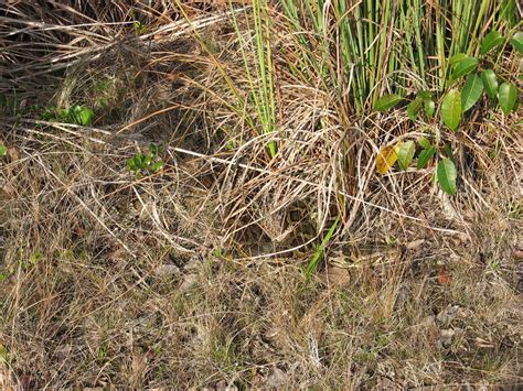 Camouflaged Burmese Python | Camouflaged Burmese python FWC … | Flickr