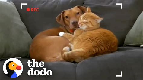 Parents Set Up Hidden Camera And Catch Cat Cuddling Their Anxious Dog ...