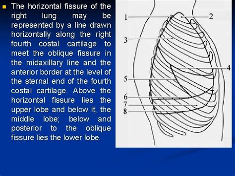 Lobes and fissures of lungs The right lung