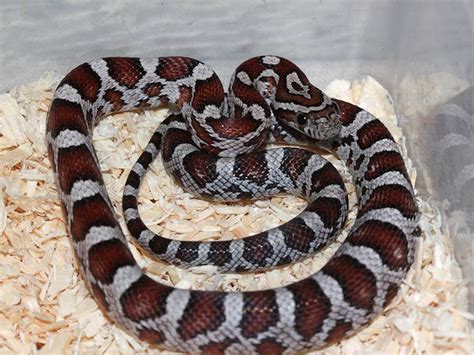 Miami Cornsnake - Ians Vivarium