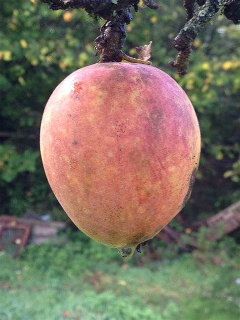 Old apple trees — BBC Gardeners' World Magazine