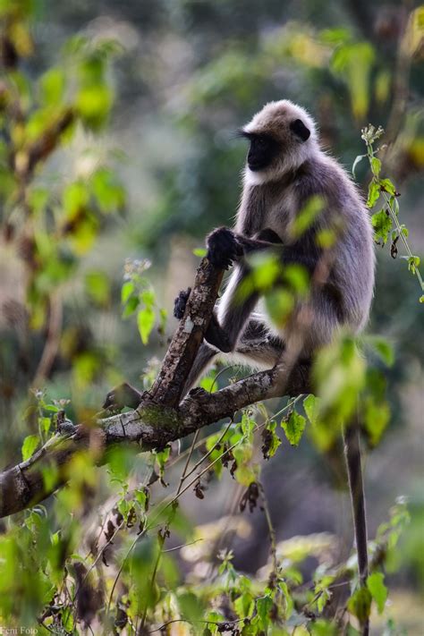 Wayanad Wildlife Sanctuary