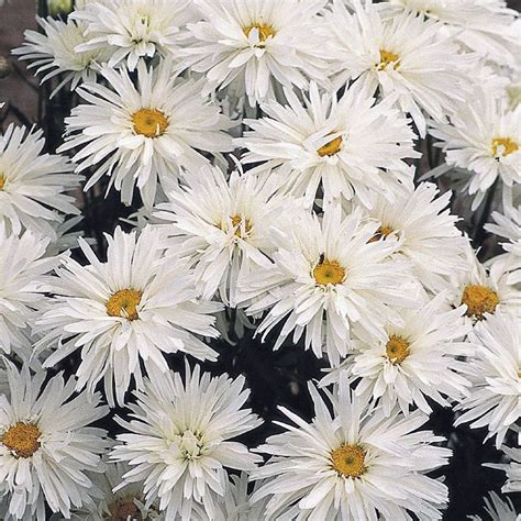 Crazy Daisy Shasta Daisy Seeds - Perennial Flower Seeds