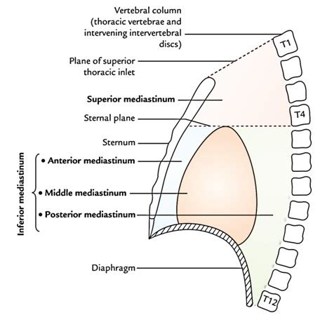 Superior Mediastinum – Anatomy, Boundaries And Content – Earth's Lab