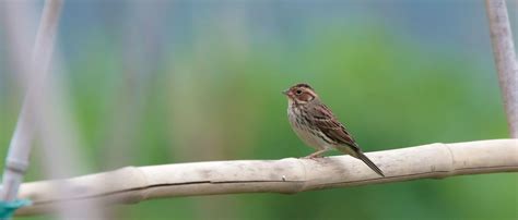 Little Bunting | Bunting, Bird, Nature