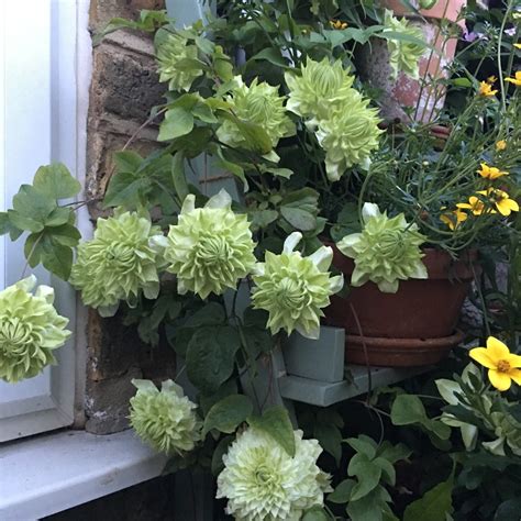 Clematis florida 'Alba plena', Clematis 'Alba plena' in GardenTags plant encyclopedia