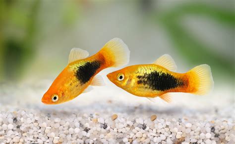 Varieties of Platy Fish (Xiphophorus spp.)