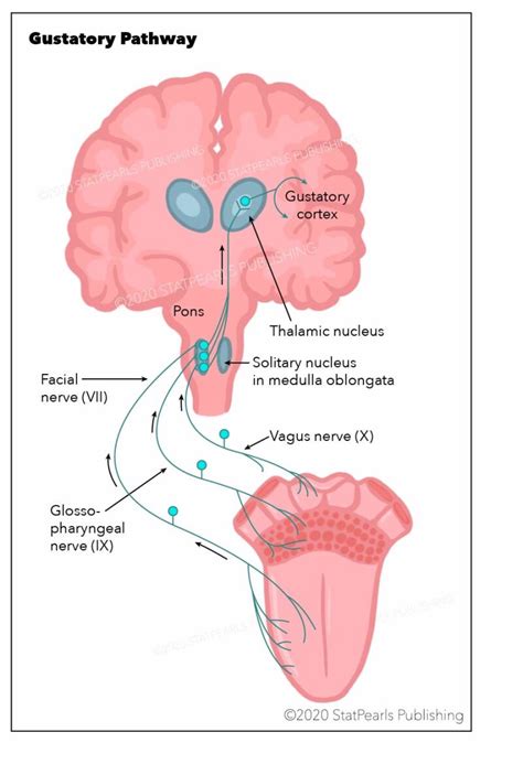 Gustatory System