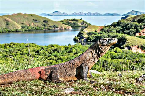 10 Fakta Menarik Tempat Wisata di Pulau Komodo - Piknik Global