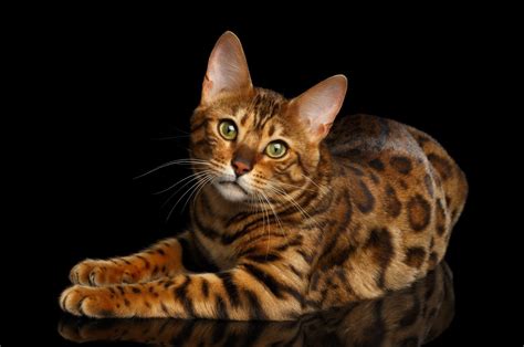 Bengal Cat Breed Personality - Lifespan - Price - Grooming - Care