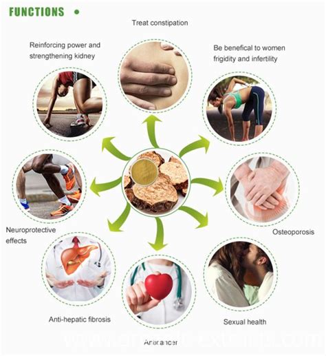 The Benefits Of Cistanche Tubulosa Extracts | Rainbow Biotech