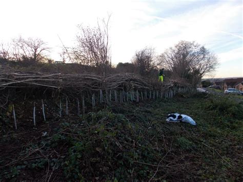 Conservation hedge-laying for dormice | Richard Green Ecology