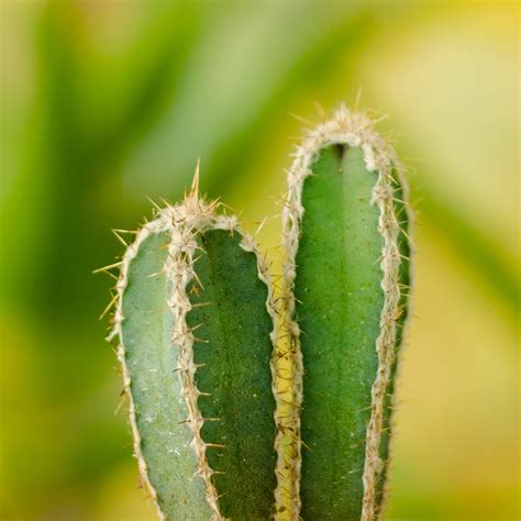 Should I mist my cactus? — Barry The Cactus Blog