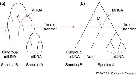 Mitochondrial pseudogenes: evolution's misplaced witnesses: Trends in Ecology & Evolution