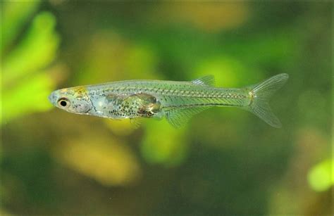 New Fish Species Discovered After Years Of Scientific Studies - Texas A ...