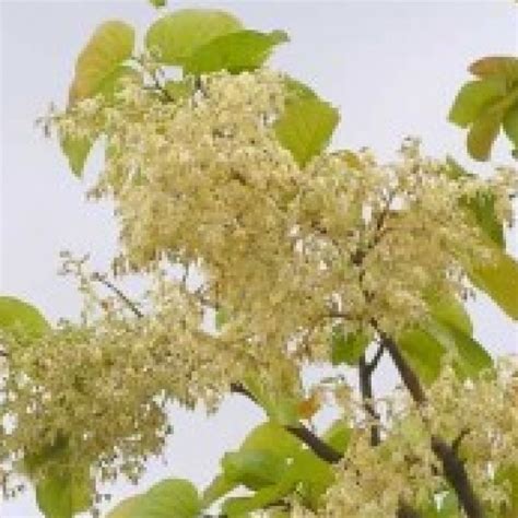 Buy Sal Tree (Shorea Robusta) plant online in India at plantsguru.com