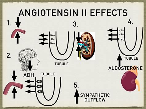 The Renin Angiotensin Aldosterone System Pathway Steps, Function, Mechanism, Medicatio… in 2022 ...