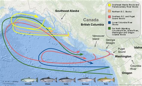 Pacific Salmon Treaty and the Pacific Salmon Commission | NOAA Fisheries