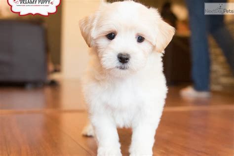 Lhasapoo puppy for sale near Washington DC | d2f3b575-e201