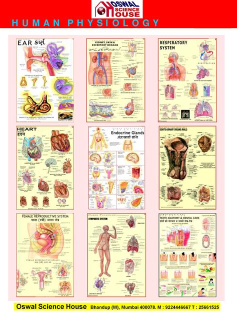 Anatomy And Physiology Diagrams To Label