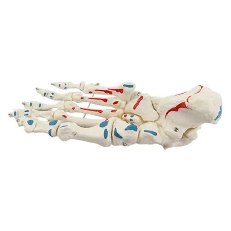 FLEXIBLE HUMAN FOOT Skeleton Model Anatomy Diagram Foot Skeleton for Study EUR 33,08 - PicClick FR