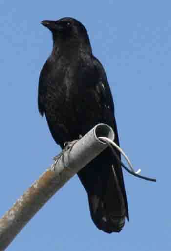 American Crow information including identification tips, habitat, food, life