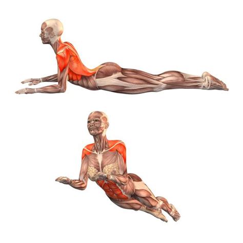 Elegant Cobra Pose Muscles Worked - Yoga x Poses