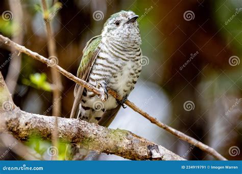 Shining Bronze Cuckoo on Migration in New Zealand Stock Image - Image of little, animals: 234919791