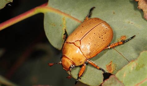 Christmas Beetle – Identification, Life Cycle, Facts & Pictures